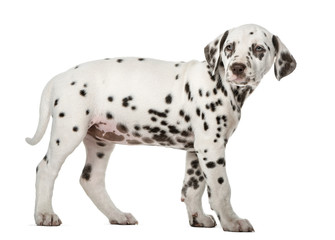 Dalmatian puppy standing in front of a white background