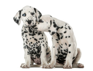 Two Dalmatian puppies cuddling in front of a white background