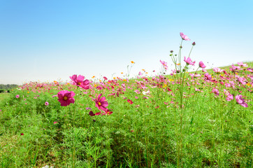 cosmos flower in outdoor garden,flower view
