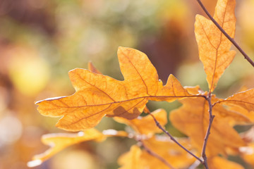 Autumn oak leaves
