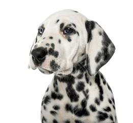 Close-up of a Dalmatian puppy in front of a white background