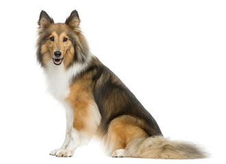 Shetland Sheepdog sitting in front of a white background