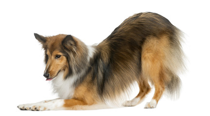 Shetland Sheepdog bowing in front of a white background