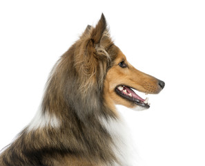 Close-up of a Shetland Sheepdog in front of a white background