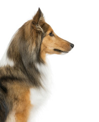 Close-up of a Shetland Sheepdog in front of a white background