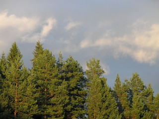 Синее небо над макушками сосен. © vubaz