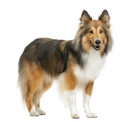 Shetland Sheepdog in front of a white background