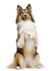 Shetland Sheepdog on hind legs in front of a white background