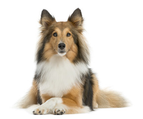 Shetland Sheepdog lying in front of a white background