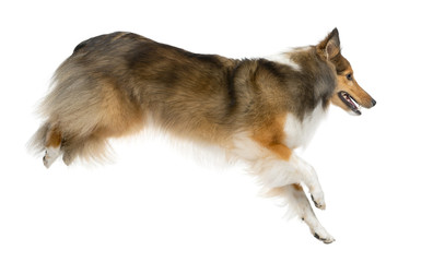 Shetland Sheepdog jumping in front of a white background