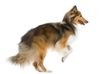 Shetland Sheepdog jumping in front of a white background