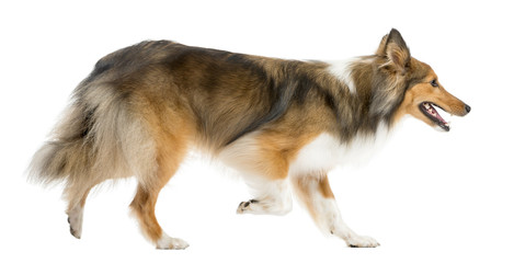 Shetland Sheepdog running in front of a white background