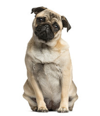 Pug sitting in front of a white background