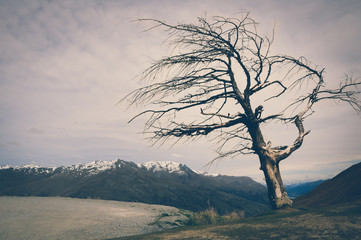 Tree on a Hill with Snow Top Mountain Background in New Zealand