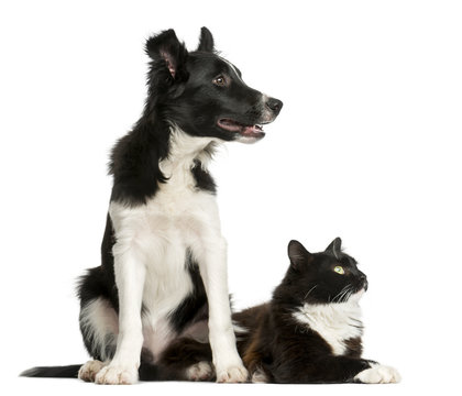Border Collie puppy and a cat in front of a white background
