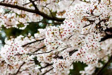白い桜の花