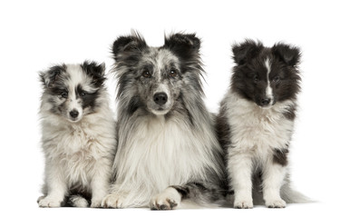 Shetland Sheepdog lying with her puppies