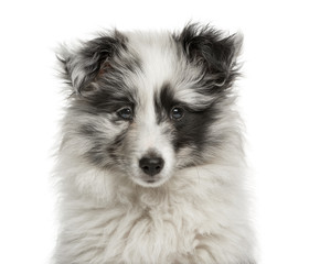 Close-up of a Shetland Sheepdog puppy