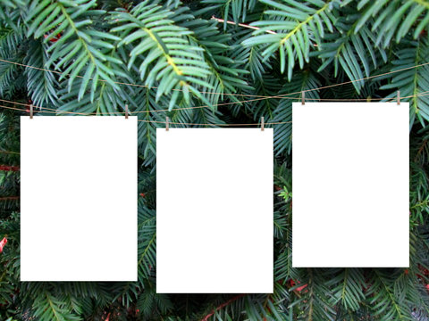 Three empty paper sheet frames hanged by clothes pins on evergreen leaves background