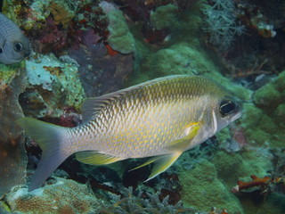 Coral fish, Island Bali