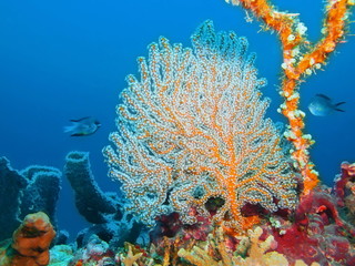 Gorgonian coral, Island Bali