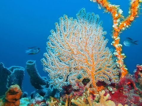 Gorgonian coral, Island Bali