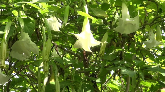 Big brugmansia datura bush on sunny day
