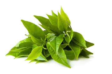 green tea leaf isolated on white background