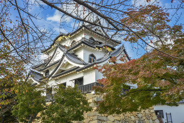 Fototapeta premium 彦根城秋景色