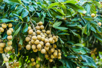 Longan orchards - Tropical fruits young longan in Lamphun, Thail