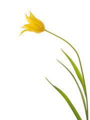beautiful yellow tulip unusual