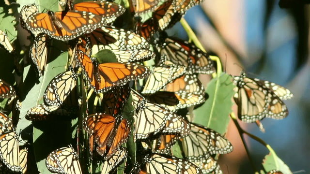 A cluster of Monarch Butterflies on migration along the California coast.