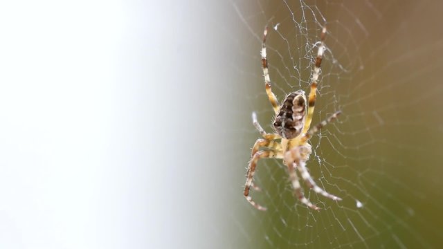 spider 