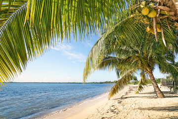 Palmiers de plage et mer turquoise à &quot  Playa Larga &quot  près de la baie des Cochons dans la région de Matanzas à Cuba - Vue grand angle de la destination exclusive avec du sable blanc par temps ensoleillé - Tons chauds de l& 39 après-midi