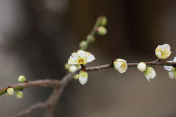 Japanese plum blossoms
