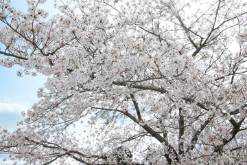 Cherry blossoms