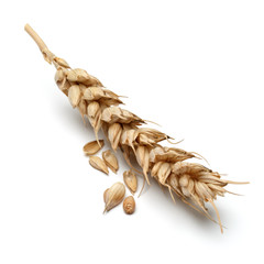 wheat ear isolated on white background cutout