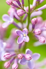 Fototapeta na wymiar Lilac flowers close up