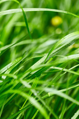 Grass with drops of water
