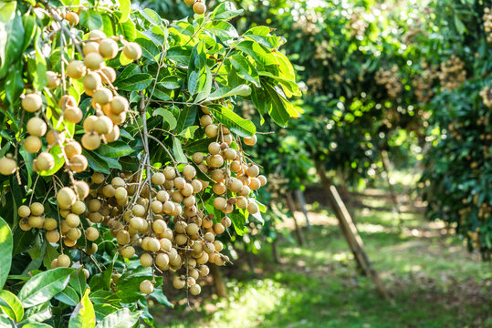 Longan orchards - Tropical fruits young longan in Lamphun, Thail