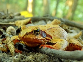Frog in forest