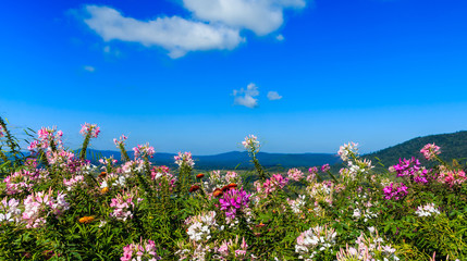 flower on mountain under sunshine and blue sky
