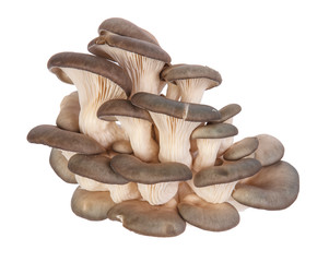 Oyster mushrooms isolated on white background