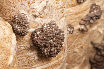 oyster mushrooms grow on a mushroom farm