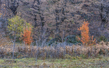 Autumn in the mountains.Vandam.Gabala.Azerbaijan