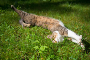 Fototapeta premium Cat resting lying on the grass