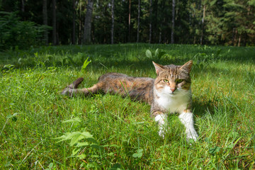 Fototapeta premium Cat resting lying on the grass