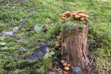 A lot of honey agarics on a stump in the forest