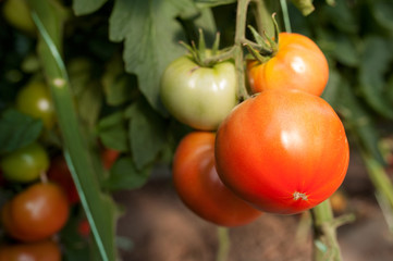 tomatoes 7