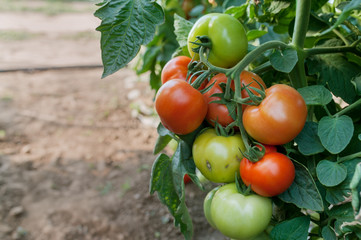 tomatoes 5